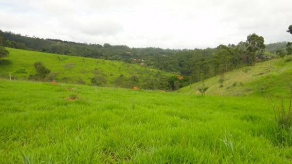 Sitio sem Benfeitorias, escritura, topografia - Bairro Fazenda Santa Paula- Botujuru - Campo Limpo Paulista- SP - Cód. 2758 - Image 9