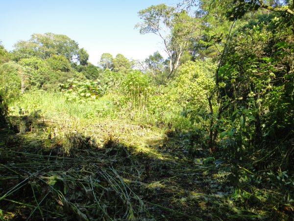 chácara sem bem feitorias/campo limpo paulista -sp/Estancia São Paulo: cód.>4582 - Image 16