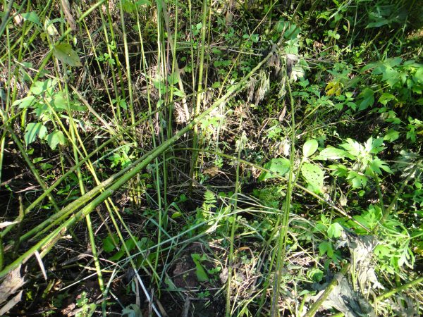 chácara sem bem feitorias/campo limpo paulista -sp/Estancia São Paulo: cód.>4582 - Image 18