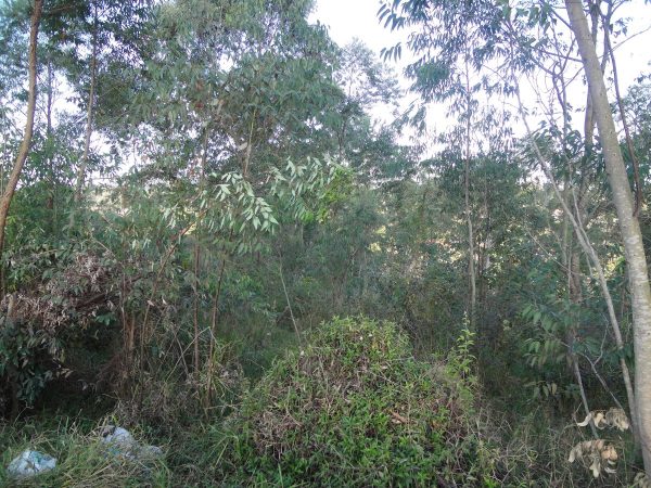 chácara sem benfeitorias/da financiamento bancário/obs. vende metade da área/pode usar o f.g.t.s/campo limpo paulista- sp/cerro azul/cód.7333 - Imagem 8