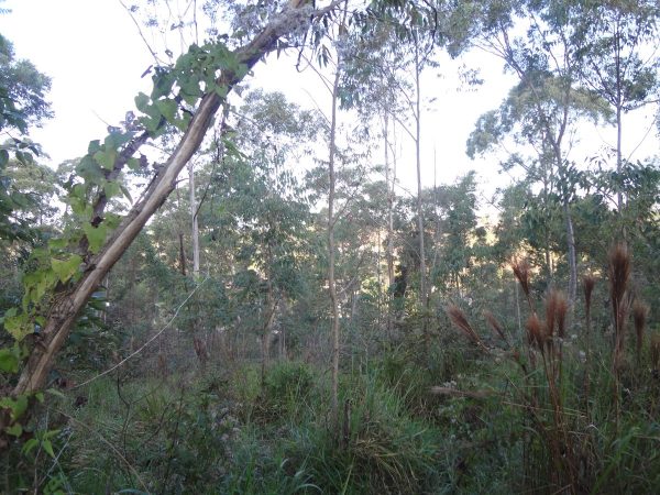 chácara sem benfeitorias/da financiamento bancário/obs. vende metade da área/pode usar o f.g.t.s/campo limpo paulista- sp/cerro azul/cód.7333 - Imagem 11