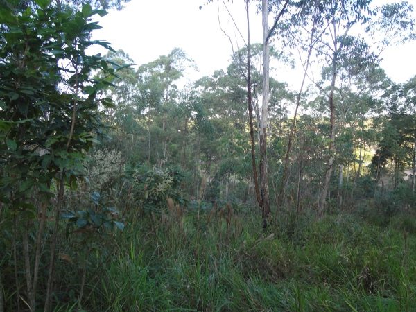 chácara sem benfeitorias/da financiamento bancário/obs. vende metade da área/pode usar o f.g.t.s/campo limpo paulista- sp/cerro azul/cód.7333 - Imagem 14