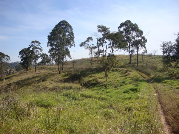 Sitio sem bem feitorias/campo limpo paulista -sp/fazenda santa Paula/cód.6251 - Imagem 7