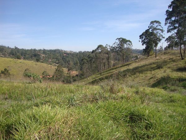 Sitio sem bem feitorias/campo limpo paulista -sp/fazenda santa Paula/cód.6251 - Imagem 8
