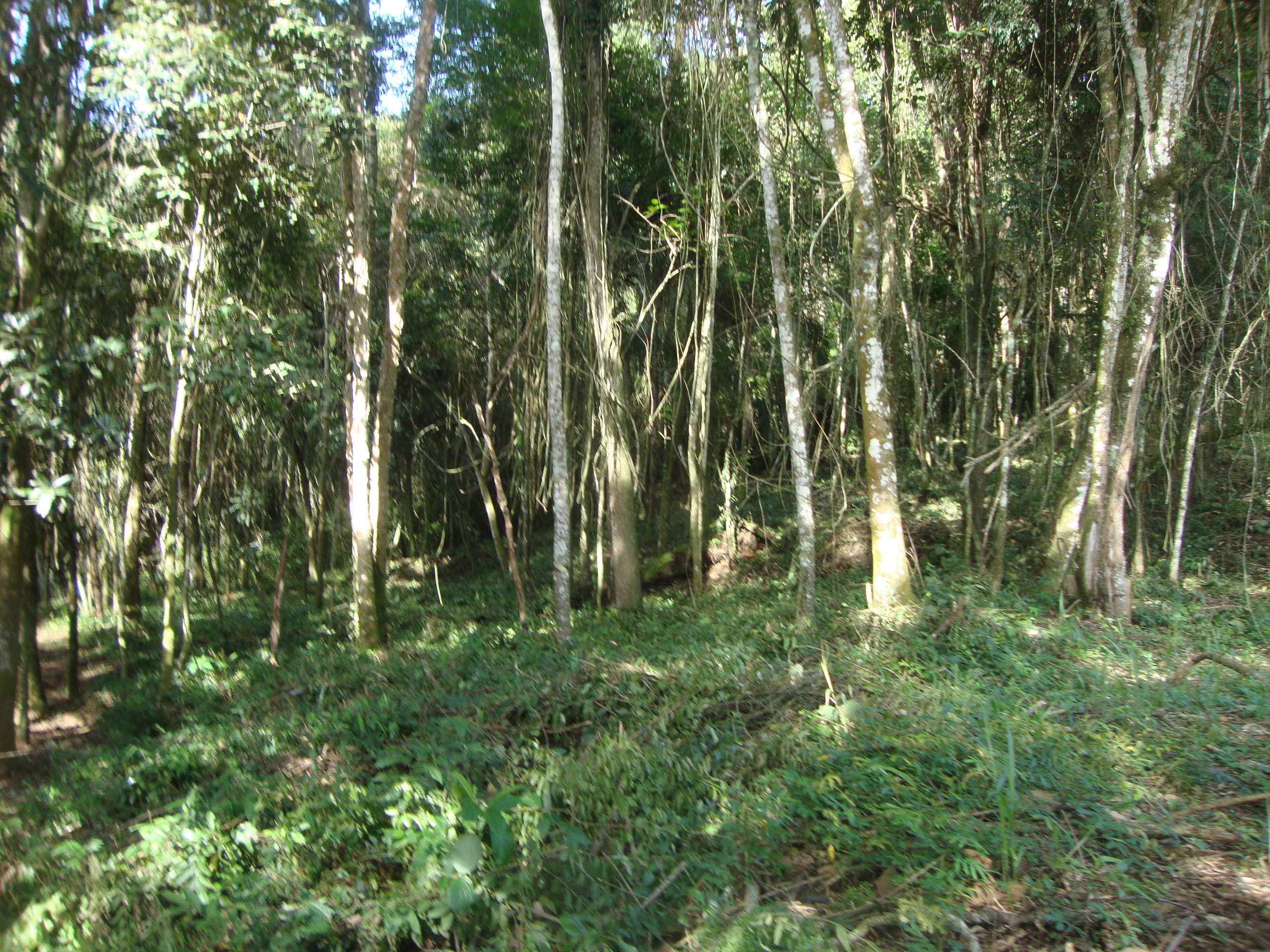 chacara sem benfeirorias/financia caixa/campo limpo paulista,sp/condominio serra morena:cod.4559 - Imagem 11