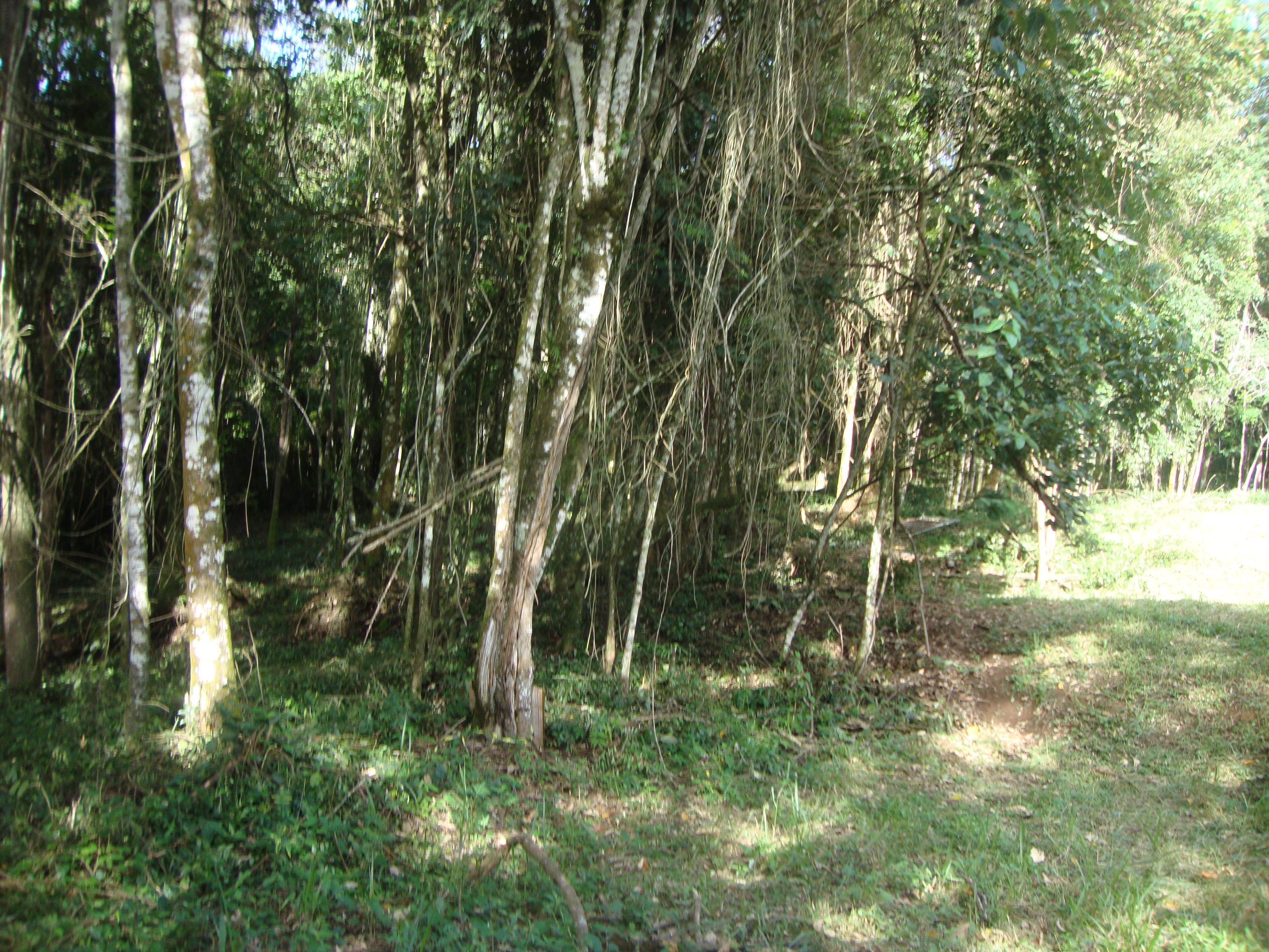 chacara sem benfeirorias/financia caixa/campo limpo paulista,sp/condominio serra morena:cod.4559 - Imagem 10