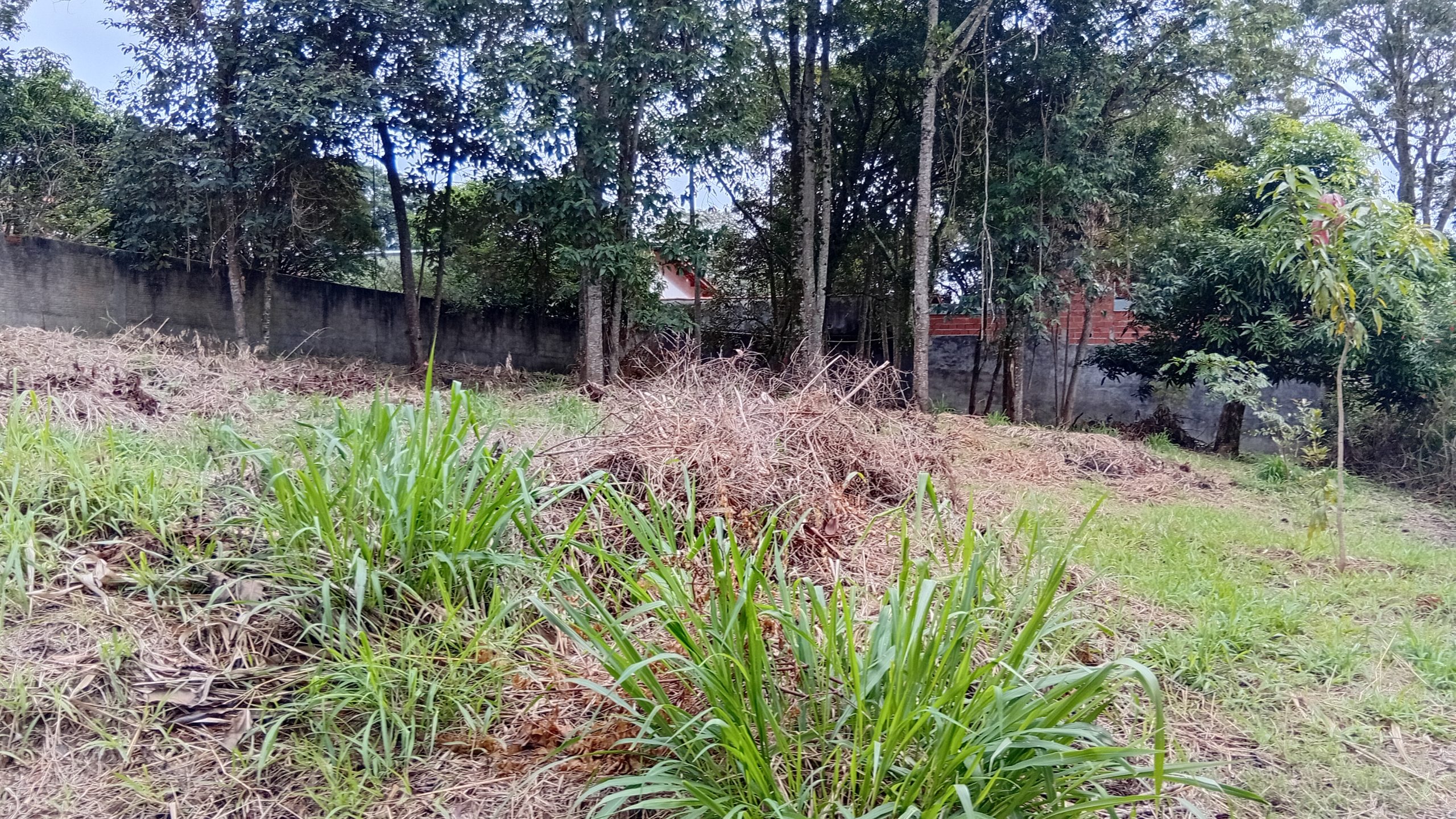 chacara sem benfeirorias/area plana/finacia caixa/bairro>nova germania/campo paulista-sp:5346 - Imagem 12